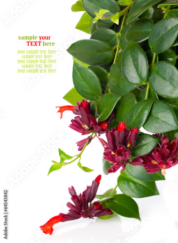 Fototapeta Naklejka Na Ścianę i Meble -  Lipstick Plant (Aeschynanthus radicans) in pot, isolated on whit