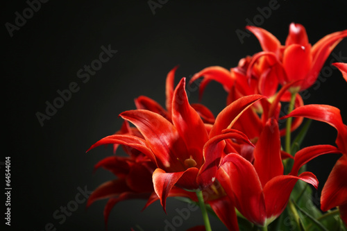 Fototapeta Naklejka Na Ścianę i Meble -  Beautiful red tulips on dark background