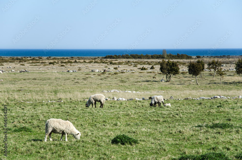 Naklejka premium Grazing sheep in a coastal landscape