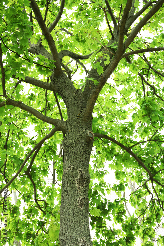 Beautiful spring leaves on tree, outdoors Beautiful spring leaves on tree, outdoors