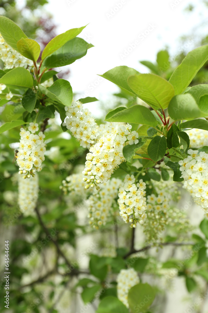 Beautiful spring blossom, outdoors Beautiful spring blossom, outdoors