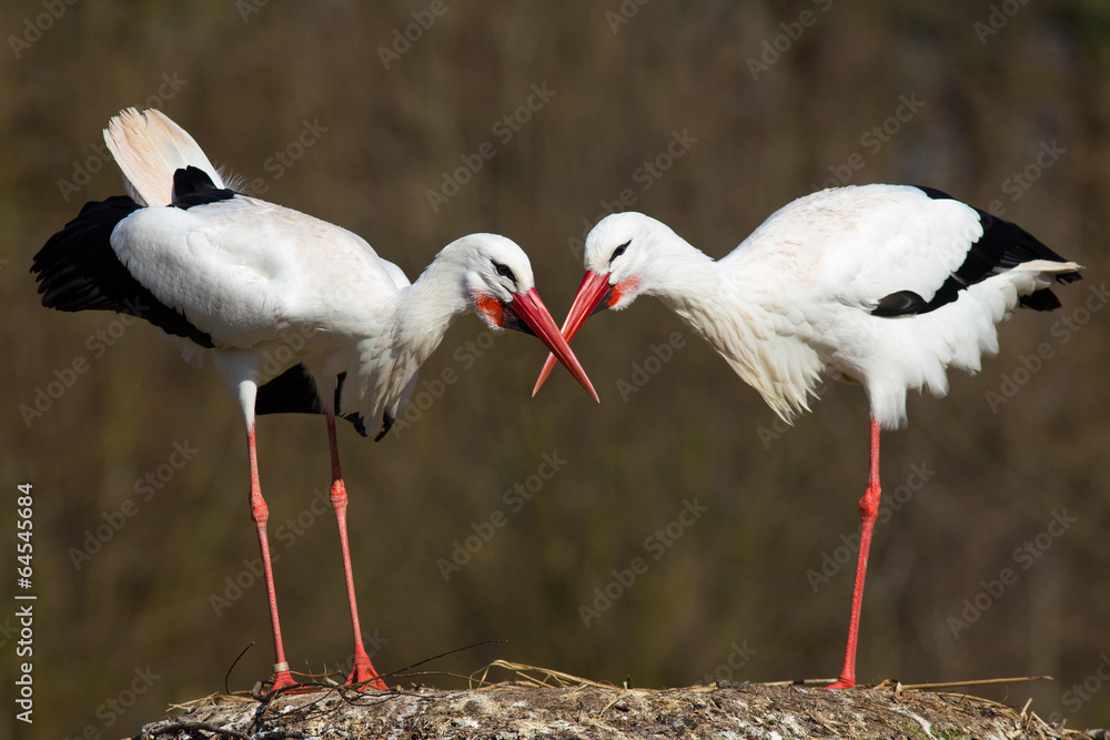 Obraz premium Weißstorchenpaar