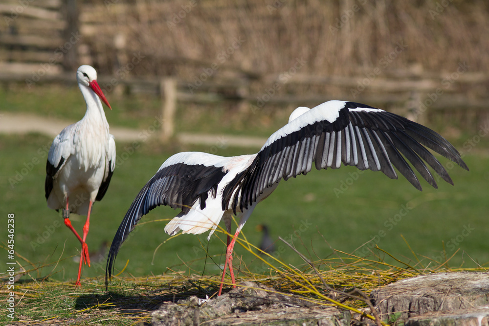 Naklejka premium Weißstorch im Tanz