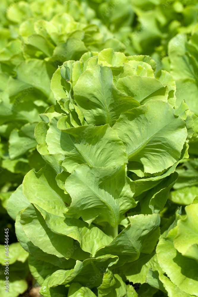 Field of Green Frisee lettuce growing in rows Field of Green Frisee lettuce growing in rows