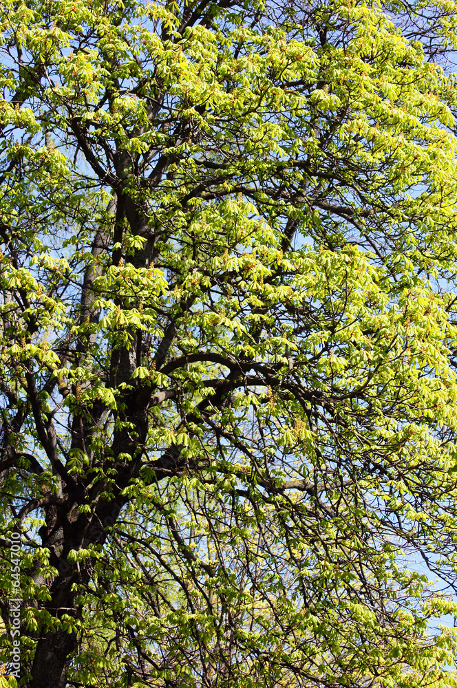 Chestnut revival. Spring tree.
