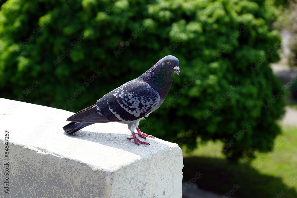 Obraz premium Gray dove