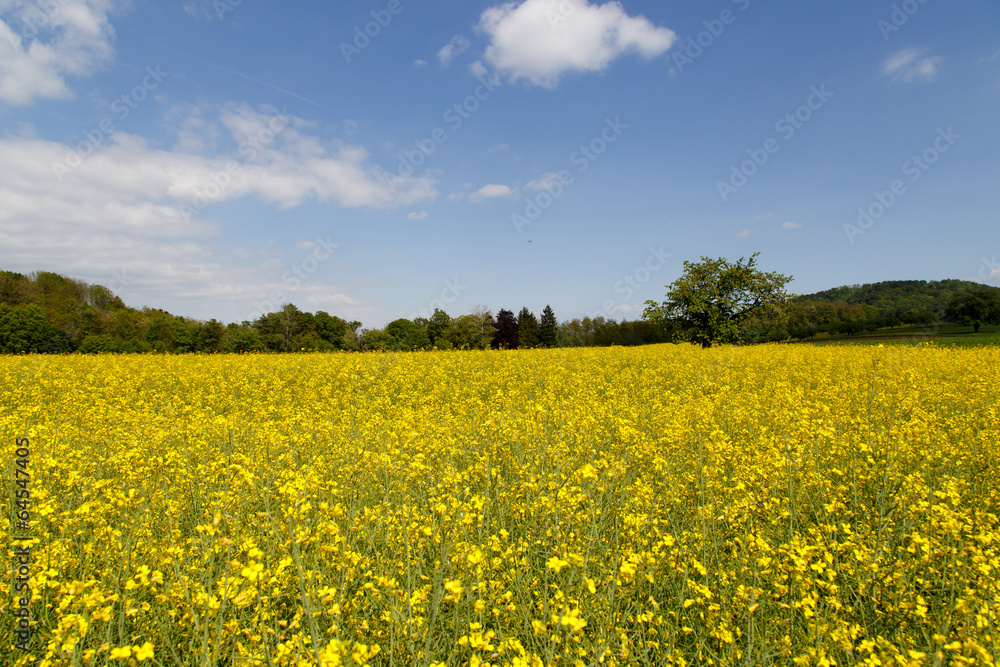 Rapeseed 05