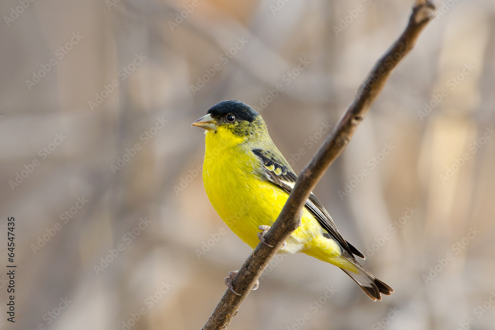 Obraz premium Lesser Goldfinch