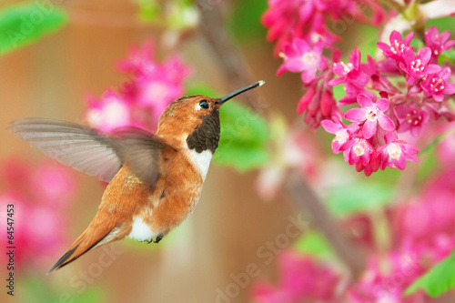 Rufous Hummingbird feeding on Flowering Currant #64547453