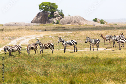 Fototapeta Naklejka Na Ścianę i Meble -  Zebras in Serengeti