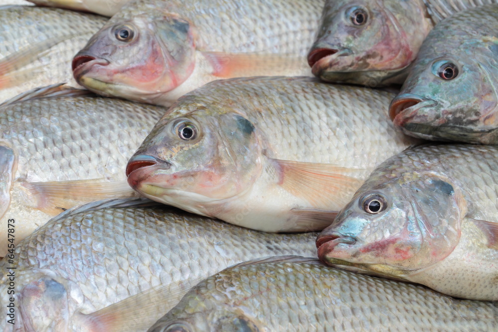 Nile Tilapia Nile Tilapia
