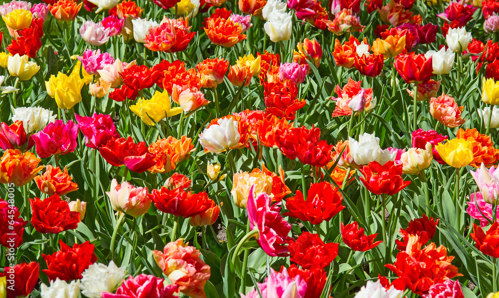 Tulips