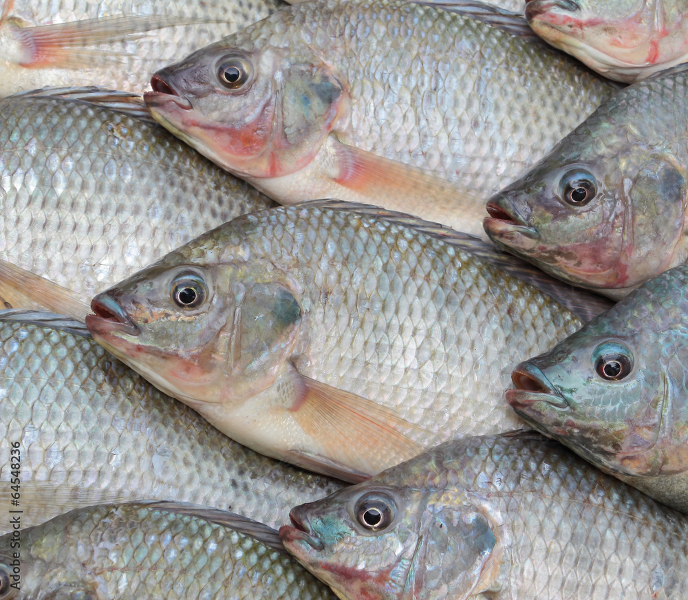 Nile Tilapia