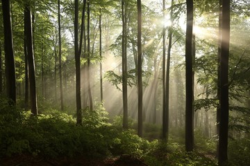 Foto auf Leinwand Wald Frühlingsbuchenwald nach ein paar Regentagen an einem nebligen Morgen  © Aniszewski