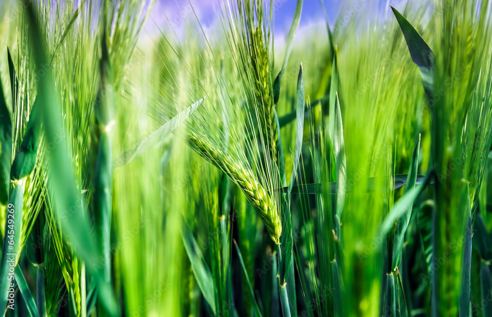 Obraz premium Bread-corn field over the sun
