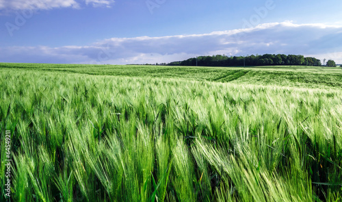 Bread-corn field over the sun