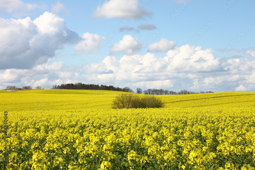 Rapsfeld Rapsfeld