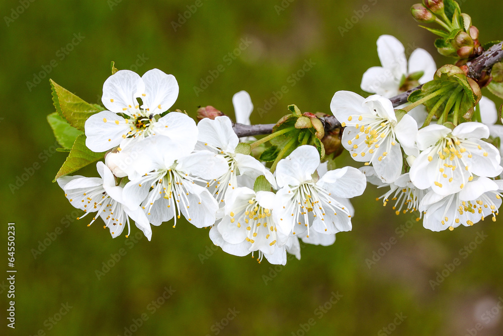 Fototapeta premium Blütenzweig