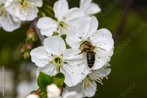 Blüten mit Biene