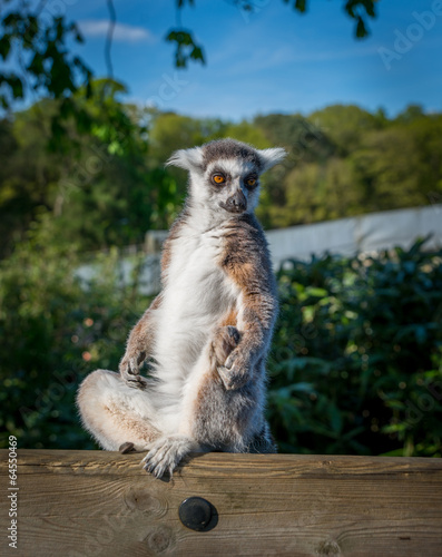 lemur photo