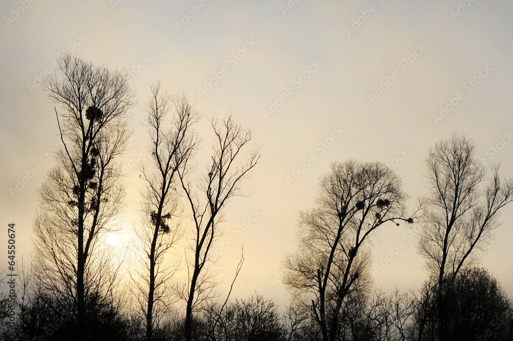 Obraz premium Silhouette von Bäumen im morgendlichen Licht