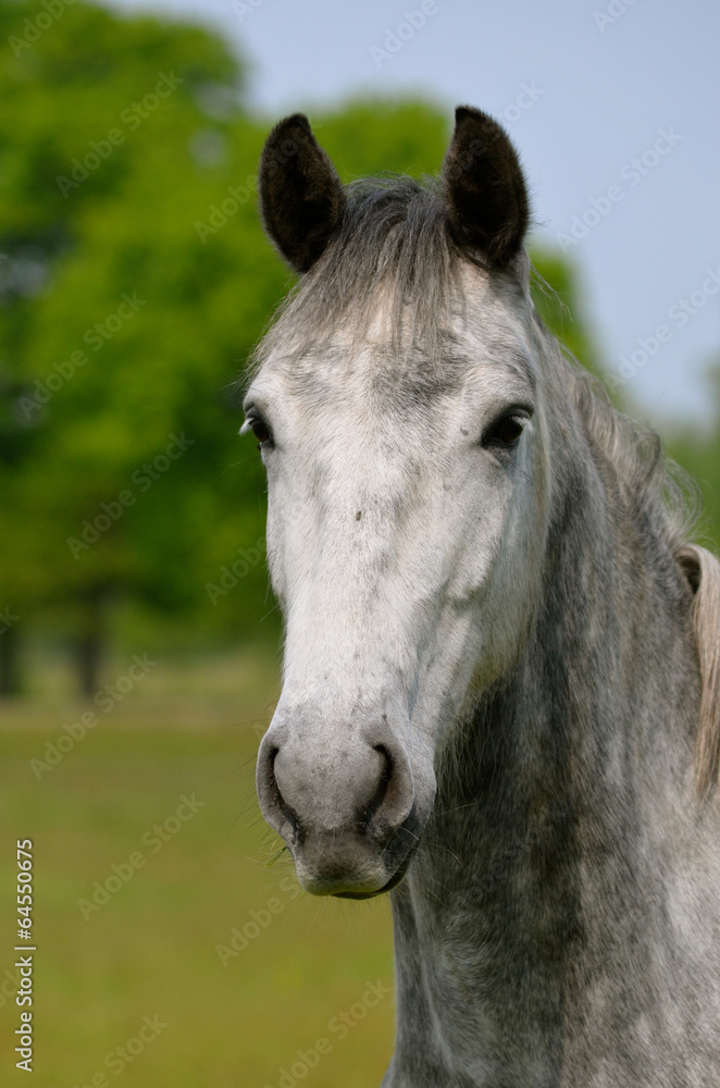 Obraz premium horse in field
