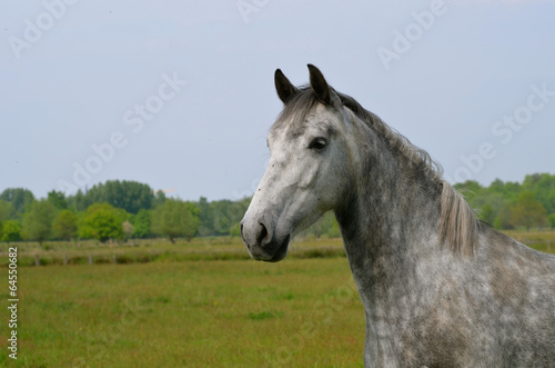 horse in field © lembrechtsjonas