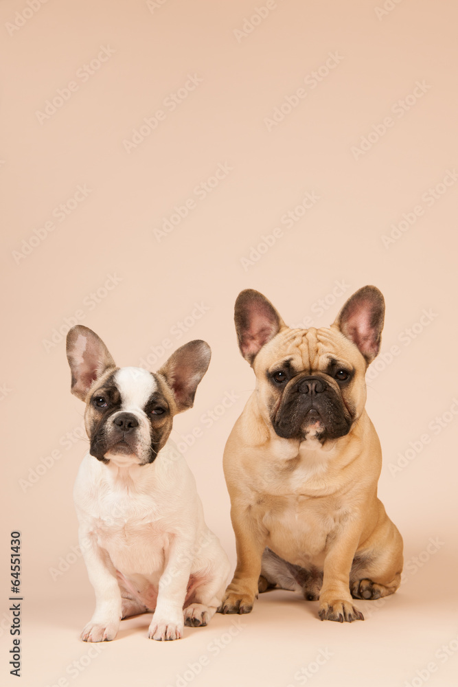 French bulldogs laying on beige background French bulldogs laying on beige background