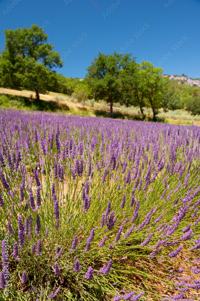 Fototapeta premium Landscape French Luberon