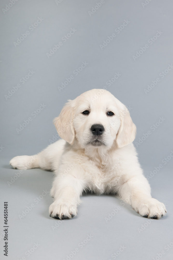 Puppy golden retreiver Puppy golden retreiver