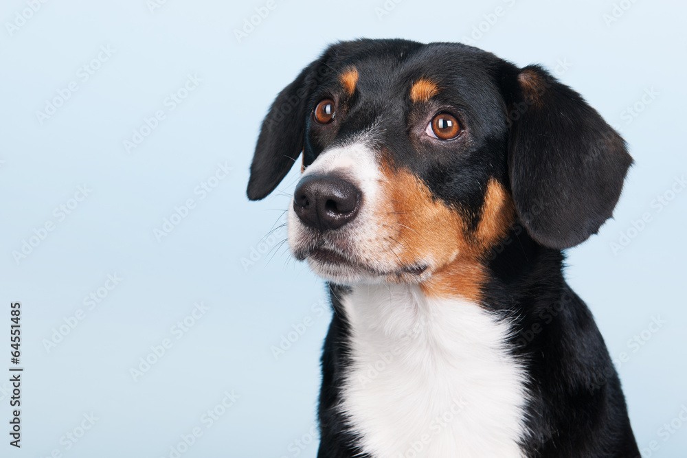 Portrait Sennen hund Portrait Sennen hund