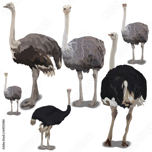 Set of ostrichs