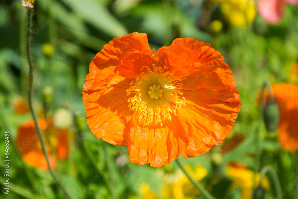 Mohnblume Mohnblume
