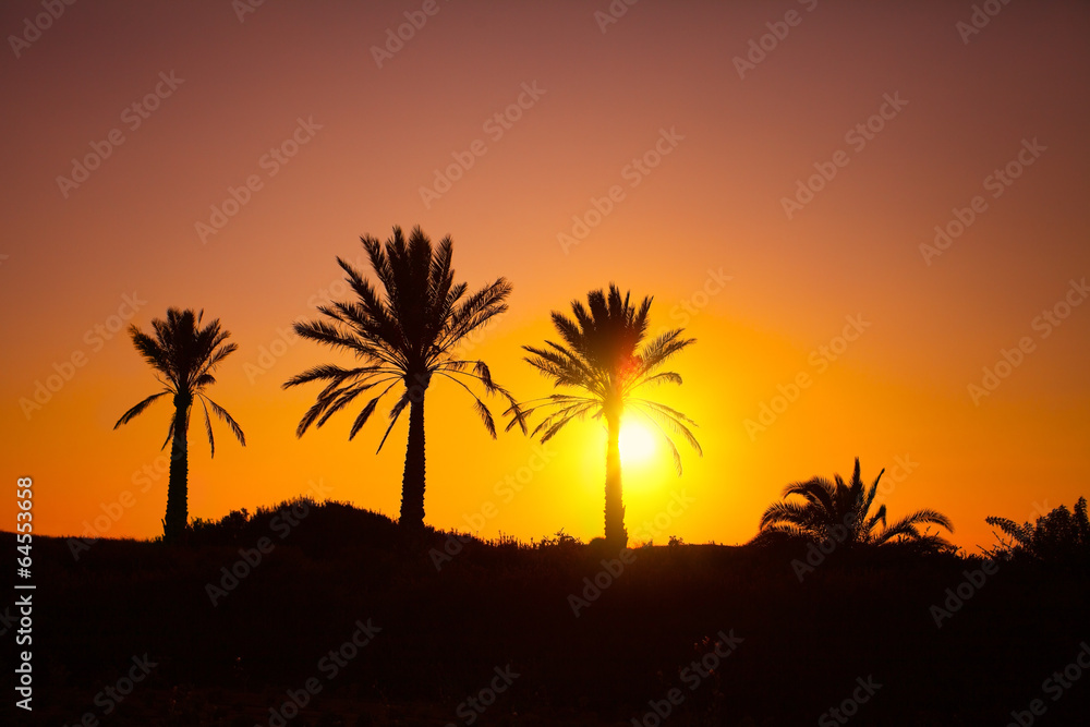 Palms silhouette at sunset background