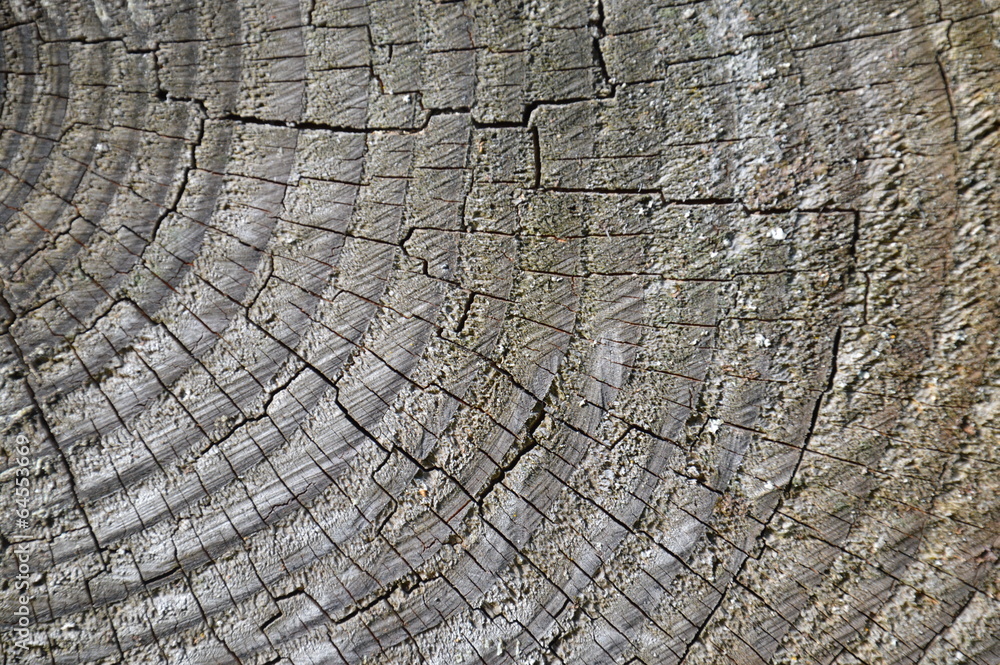 Fototapeta premium stara struktura drewna