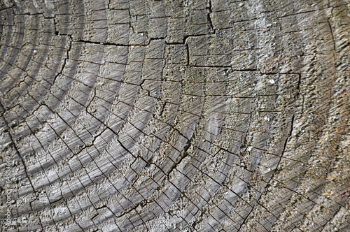 old wood texture