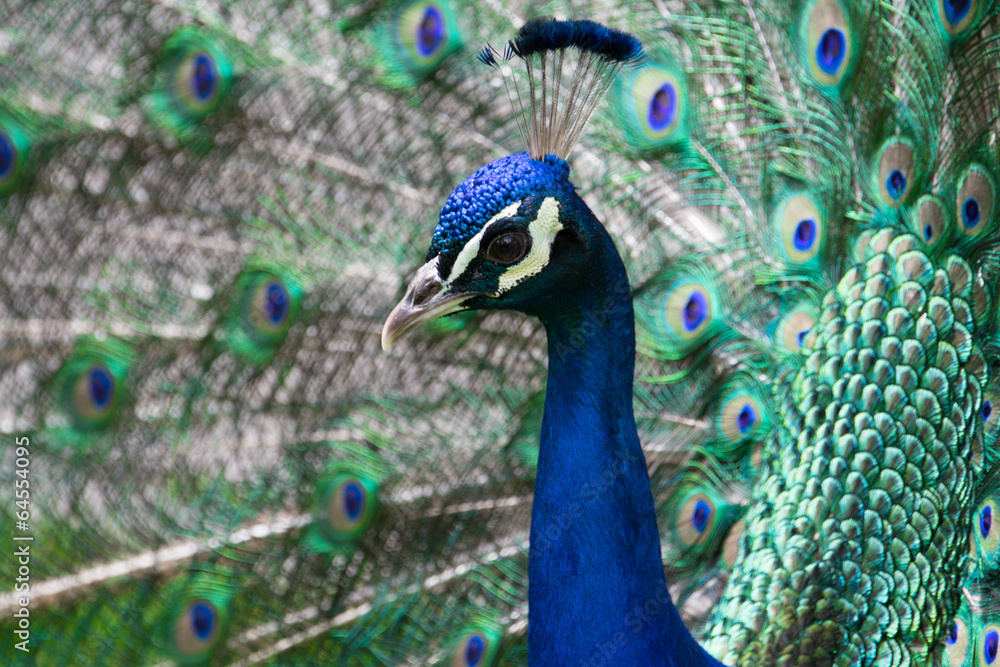 Pavo real en el Parque del Retiro, Madrid (España)