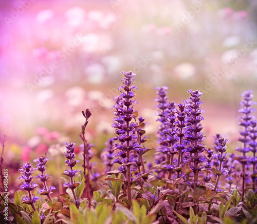 Fototapeta Naklejka Na Ścianę i Meble -  Flowering beautiful wild purple meadow flowers