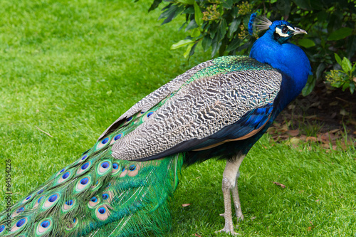 Slika na platnu Pavo real en el Parque del Retiro, Madrid (España)