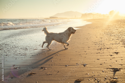 Fototapeta Naklejka Na Ścianę i Meble -  Marbella, pies, spacer, woda, morze, gry, zabawy,
