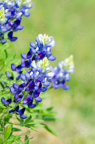 Texas Bluebonnets  Lupinus texensis  blooming in spring  closeup