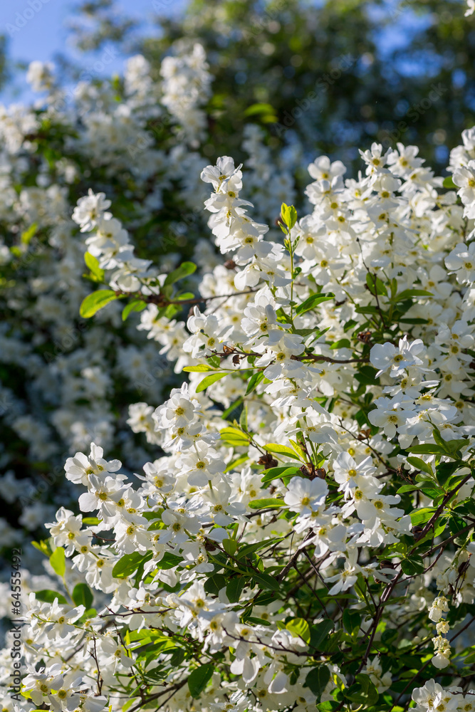 White flowers of the cherry blossoms White flowers of the cherry blossoms