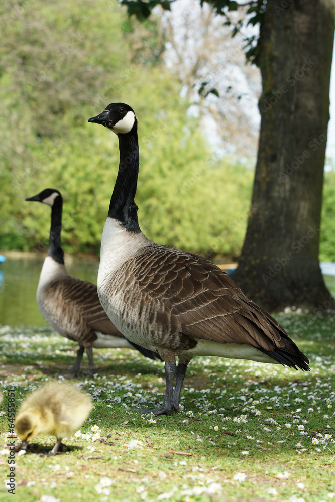 Canada Goose, Branta canadensis Canada Goose, Branta canadensis