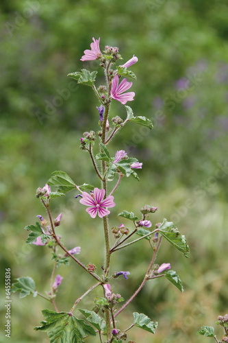 Malva rosa en flor, malva sylvestris