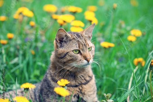 Cat walking on dandelion meadow