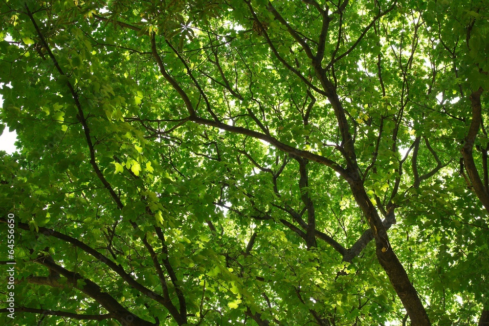 Leaves Leaves