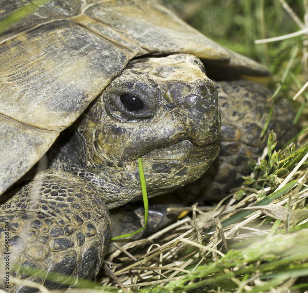 Spur-Thighed tortoise close-up (Testudo graeca ibera) Spur-Thighed tortoise close-up (Testudo graeca ibera)