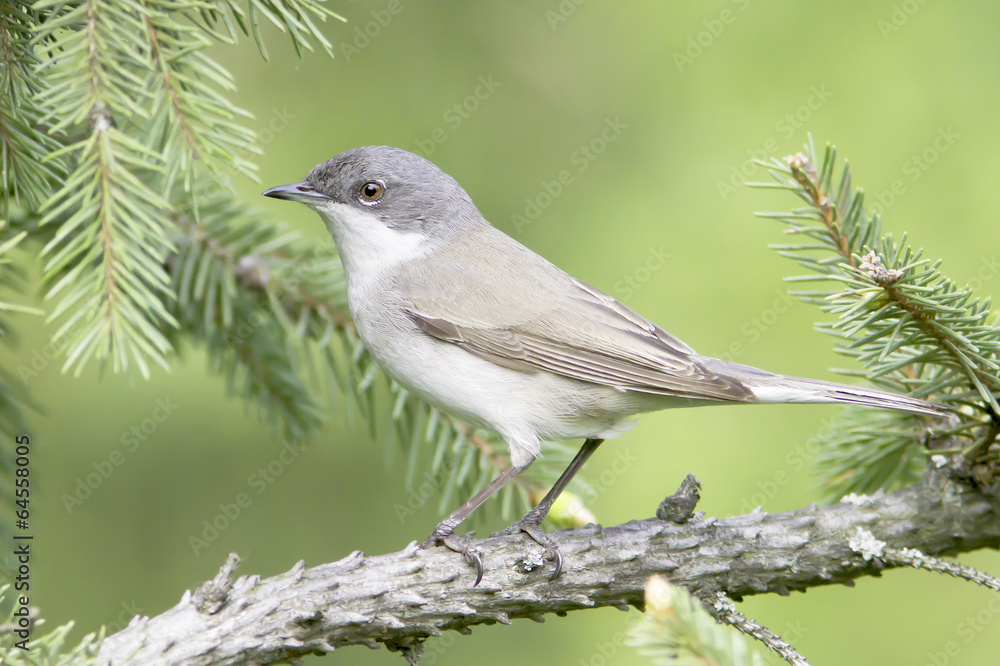 Fototapeta premium lesser whitethroat - close up / Sylvia curruca