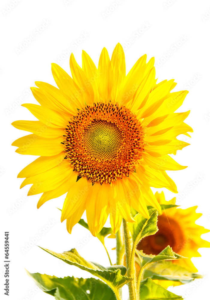 Sunflower Sunflower