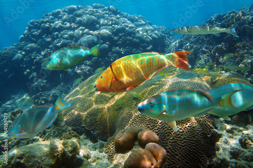 Underwater in the Caribbean sea with colorful fish in a coral reef